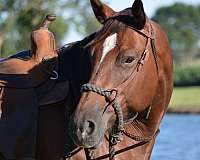 family-horse-quarter