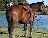 ranch-work-quarter-horse