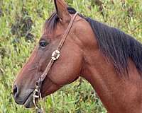 beginner-safe-quarter-horse