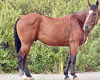 quarter-horse