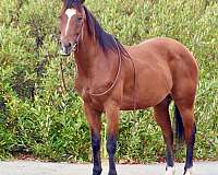 ranch-work-quarter-horse