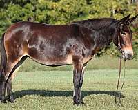 ranch-work-quarter-horse