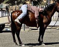 athletic-quarter-horse