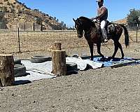 family-horse-quarter