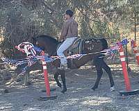 ranch-work-quarter-horse