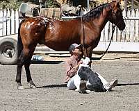 trail-quarter-horse