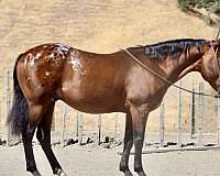 flashy-quarter-horse