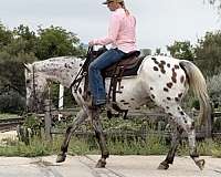 ranch-quarter-horse