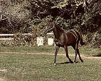 thoroughbred-horse-for-sale