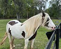 silver-dapple-tobiano-horse