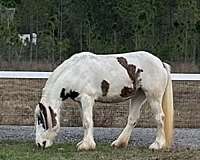 tobiano-silver-dapple-horse