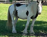 tobiano-gypsy-vanner-mare