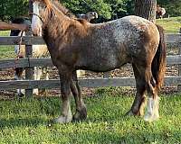 black-blanket-but-4-white-socks-horse