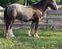 harness-show-gypsy-vanner-horse