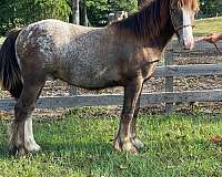 black-gypsy-vanner-gelding