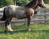 14-hand-gypsy-vanner-gelding