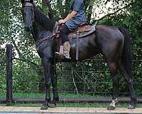 ridden-english-saddlebred-horse