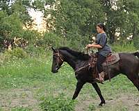 ridden-western-saddlebred-horse