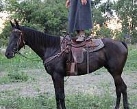 trail-riding-saddlebred-horse