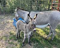 donkey-for-sale