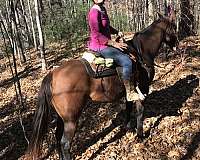 trail-riding-appendix-horse