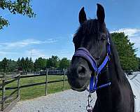 black-arabian-horse