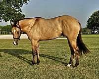 nrha-futurity-prospect-quarter-horse