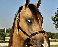 nrha-futurity-prospect-stallion