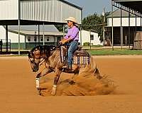 reined-cowhorse-stallion