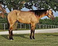 nrha-futurity-prospect-horse