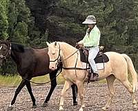 competed-kentucky-mountain-horse