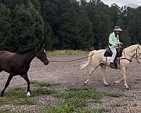 doctor-kentucky-mountain-horse