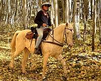 educated-kentucky-mountain-horse