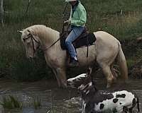 friendly-kentucky-mountain-horse