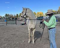 pony-club-kentucky-mountain-horse