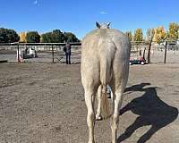 shoe-kentucky-mountain-horse