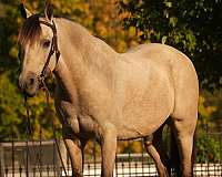 trail-riding-pony