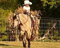 buckskin-all-around-pony