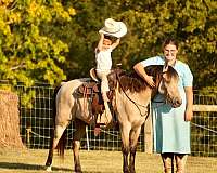 buckskin-pony-gelding