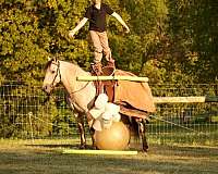 buckskin-athletic-pony