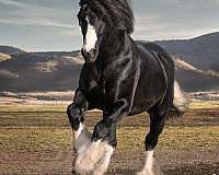 athletic-gypsy-vanner-horse