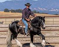 cross-gypsy-vanner-horse