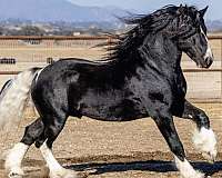 flashy-gypsy-vanner-horse