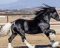 husband-safe-gypsy-vanner-horse