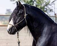 parade-gypsy-vanner-horse