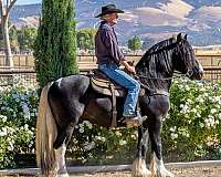 performance-gypsy-vanner-horse