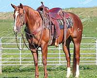 calf-roping-quarter-horse