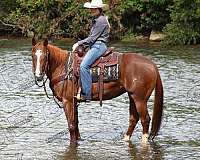 ranch-versatility-quarter-horse