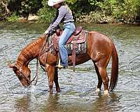 ranch-work-quarter-horse