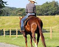 roping-quarter-horse